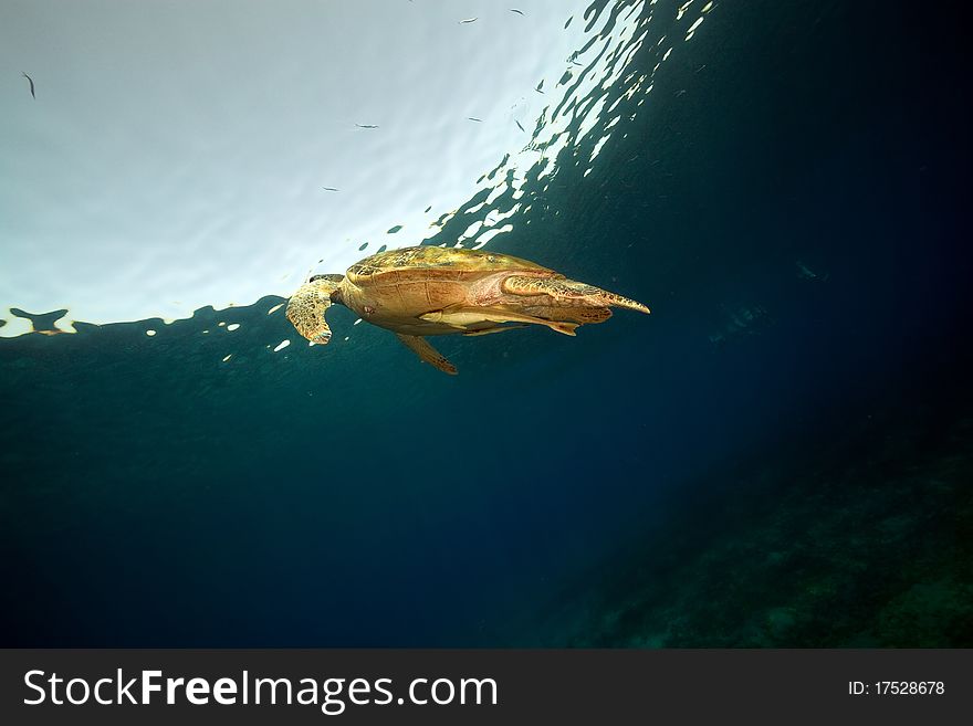 Male green turtle in the Red Sea. Male green turtle in the Red Sea.