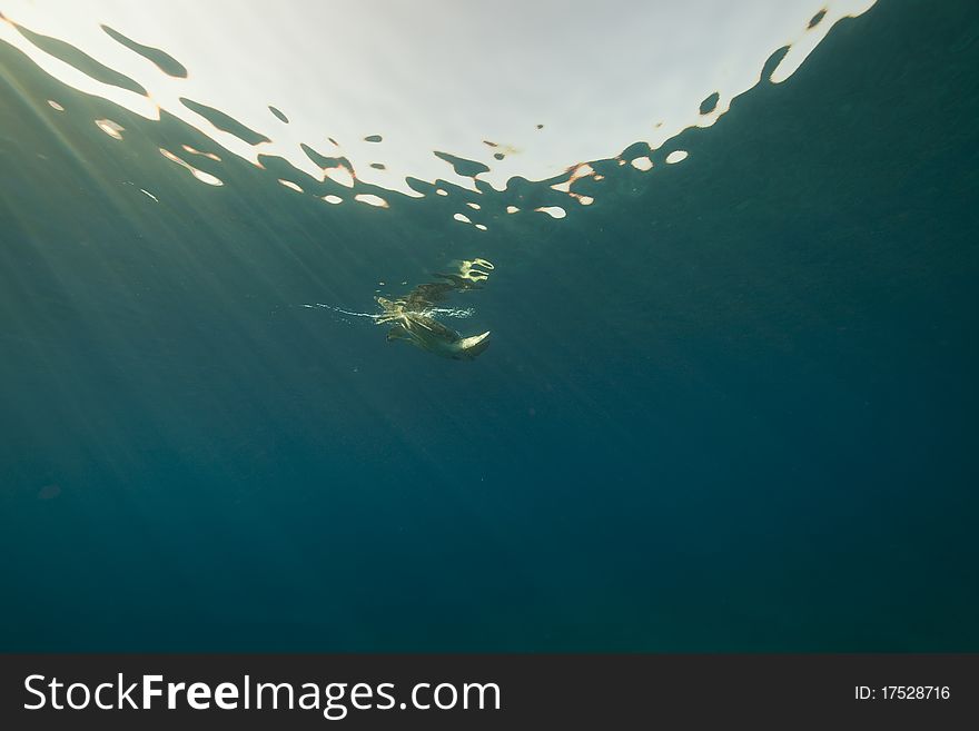 Male green turtle in the Red Sea. Male green turtle in the Red Sea.