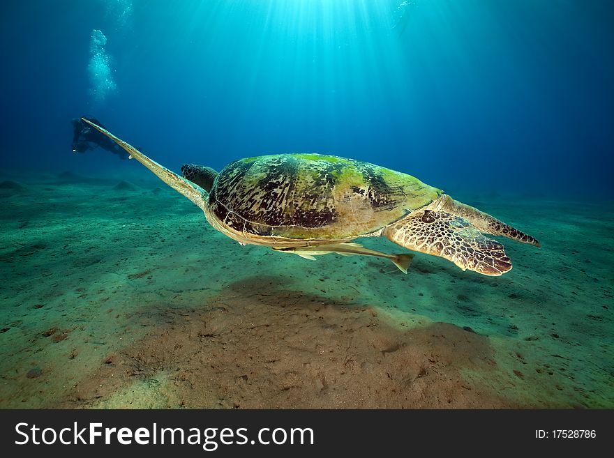 Male Green Turtle.