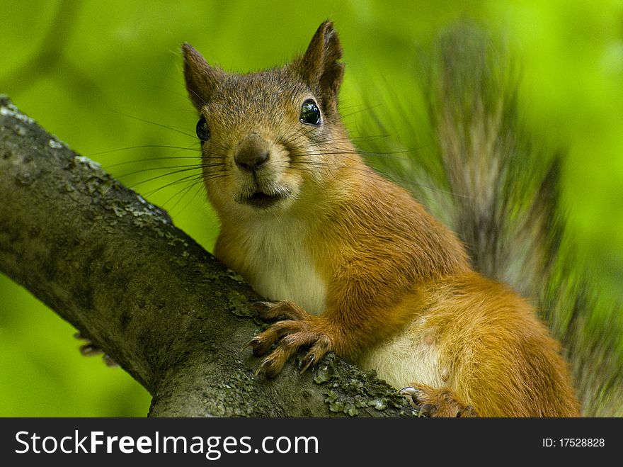 Beauty Squirrel