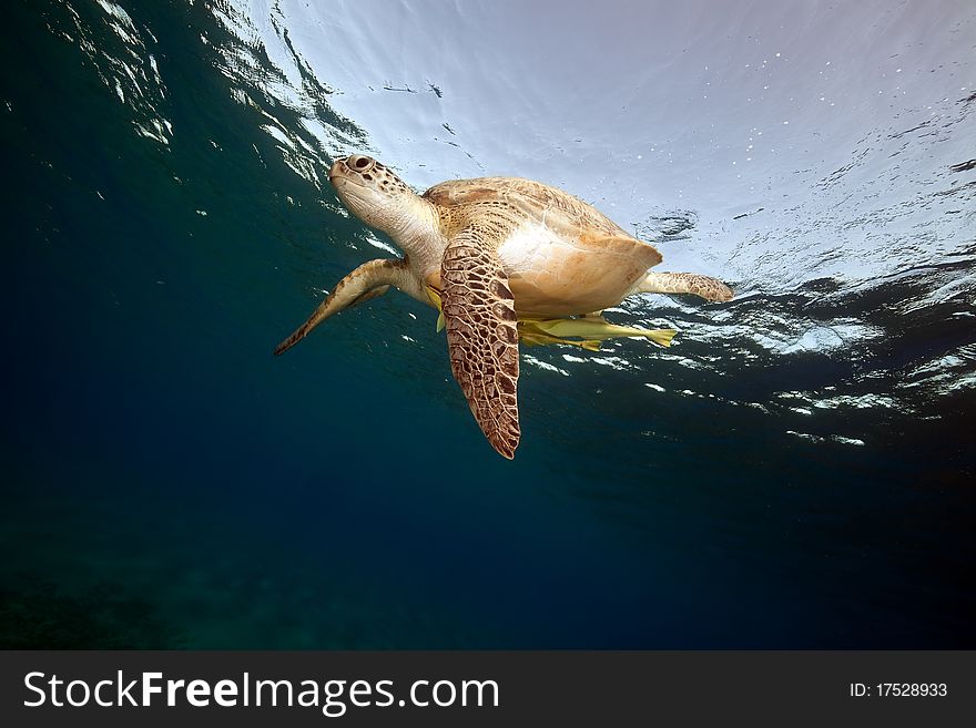 Male green turtle in the Red Sea. Male green turtle in the Red Sea.