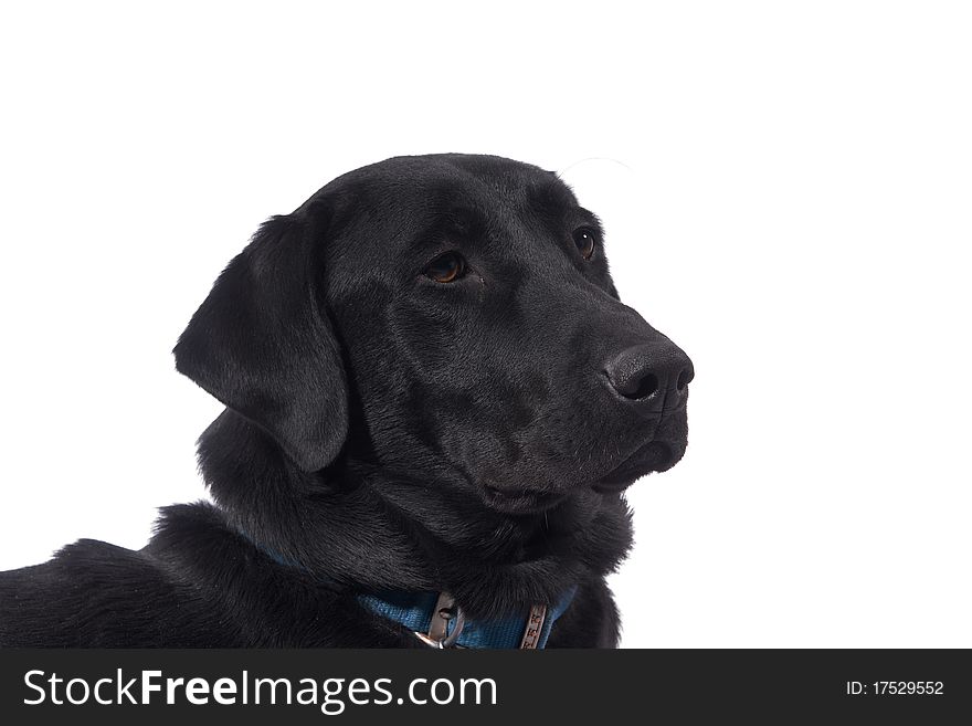 A Black Labrador Retriever isolated on white