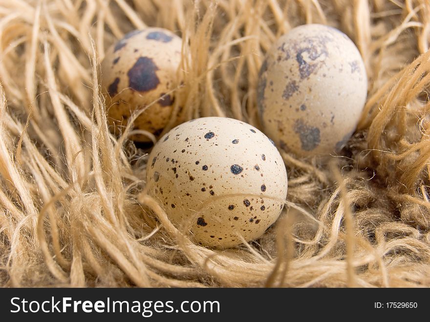 Quail eggs on the long wool background