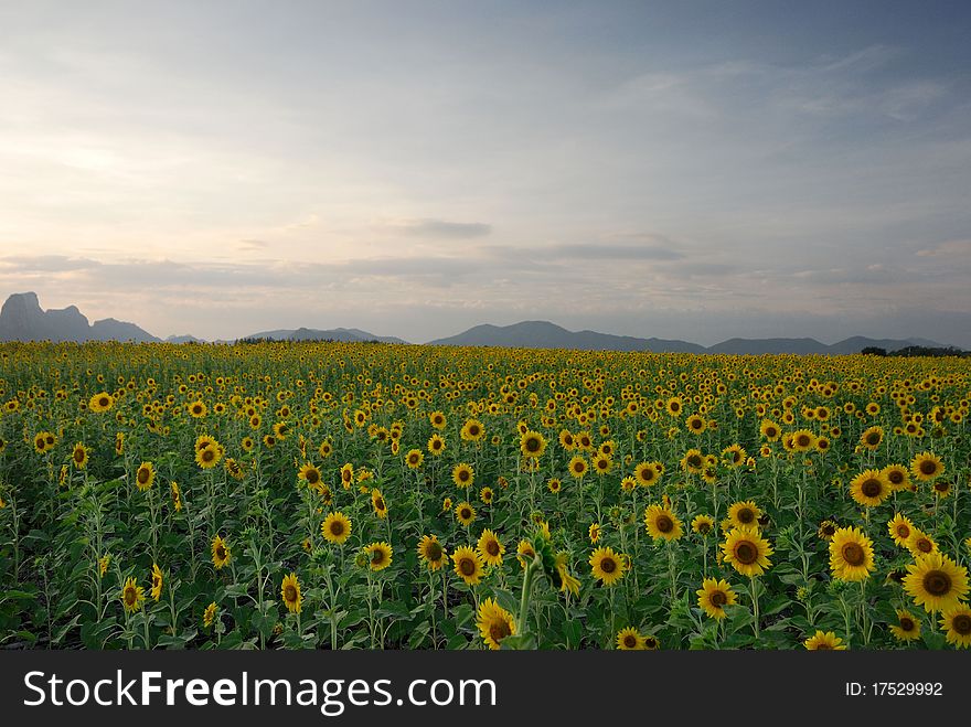 Golden sunflowers, the blue sky and white clouds. Golden sunflowers, the blue sky and white clouds