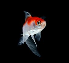 Goldfish Isolated On Black Background Stock Image