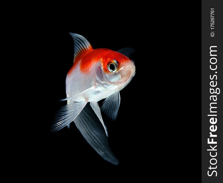 goldfish isolated on black background.