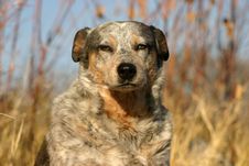 Australian Cattle Dog Royalty Free Stock Image