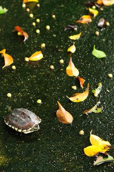 Turtle And Leaf Fall Stock Images