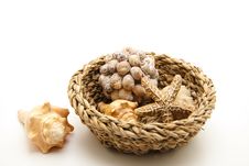 Sea Shell And Sea Star Royalty Free Stock Photos Sea Shell And Sea Star Royalty Free Stock Photos