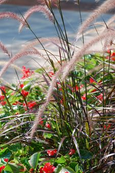 Grass And Flowers Stock Photography Grass And Flowers Stock Photography