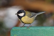 Free Great Tit Royalty Free Stock Images - 17535989