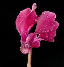 Pink Cyclamen Flower With Rain Drops Royalty Free Stock Photography