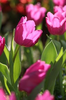 Pink Tulip Flower And Leaf With Tulip Background Stock Photography