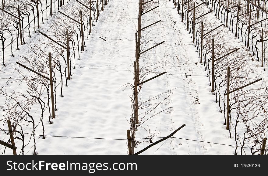 Vineyards in winter