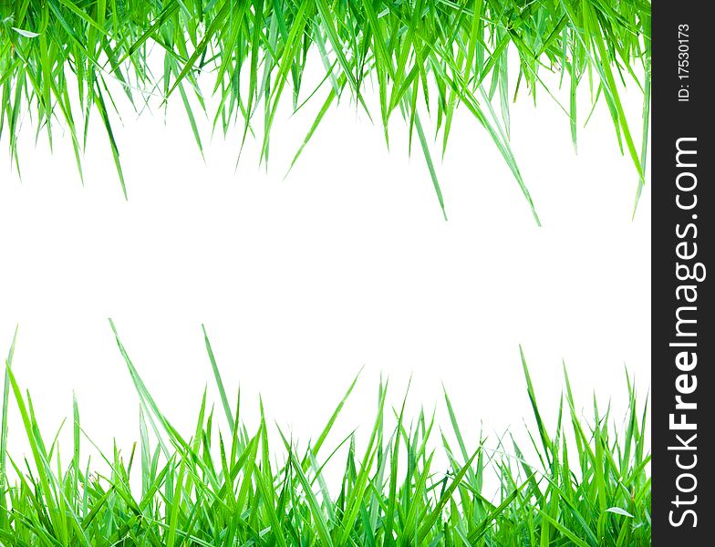 Fresh spring green grass frame isolate