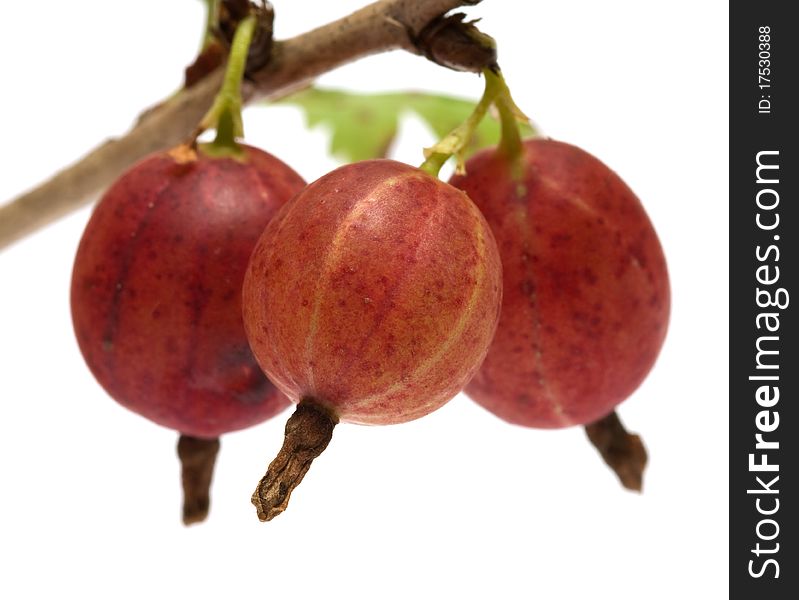 Gooseberries on a branch close-up isolated on a white background. Gooseberries on a branch close-up isolated on a white background.