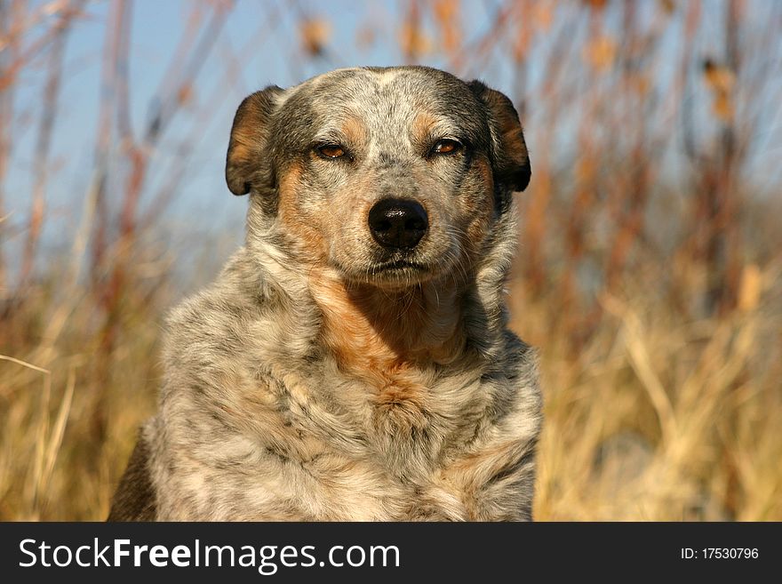 Australian cattle dog, sitting in brown grass in winter sunshine, golden reeds and blue sky in background