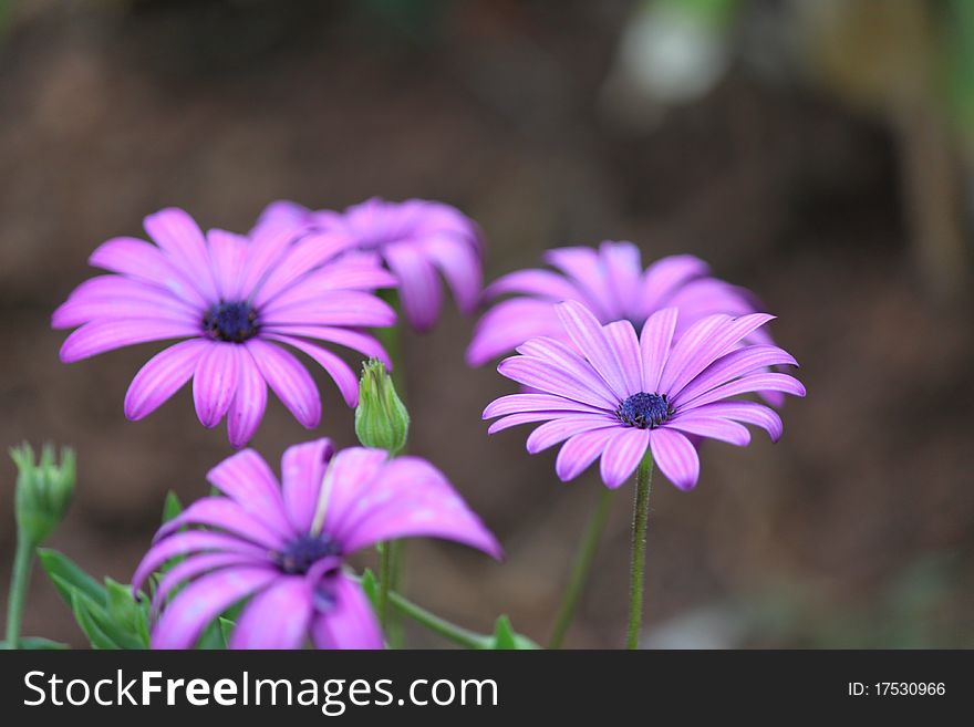 Pink Daisies blossom in summer