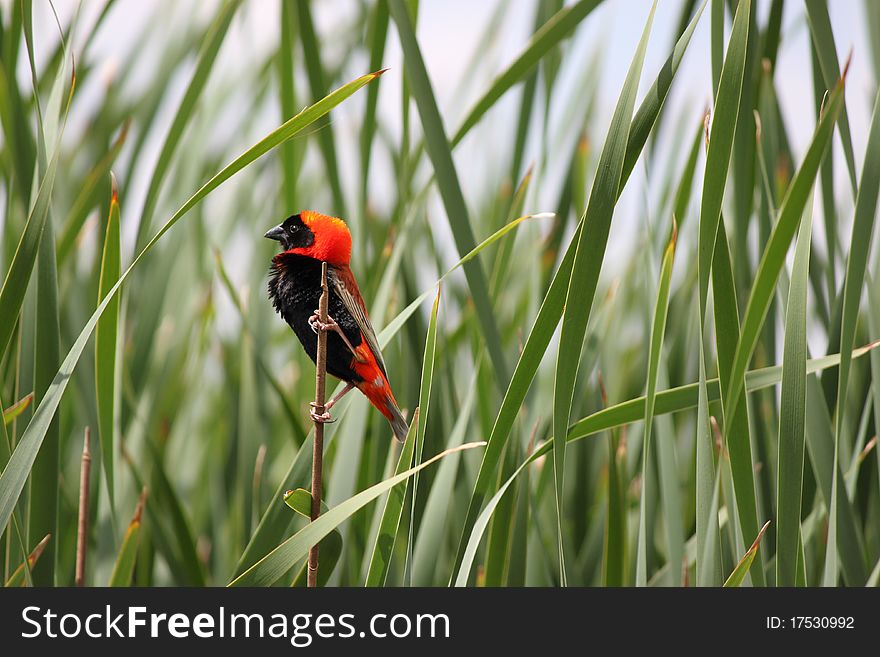 Red Bishop Bird