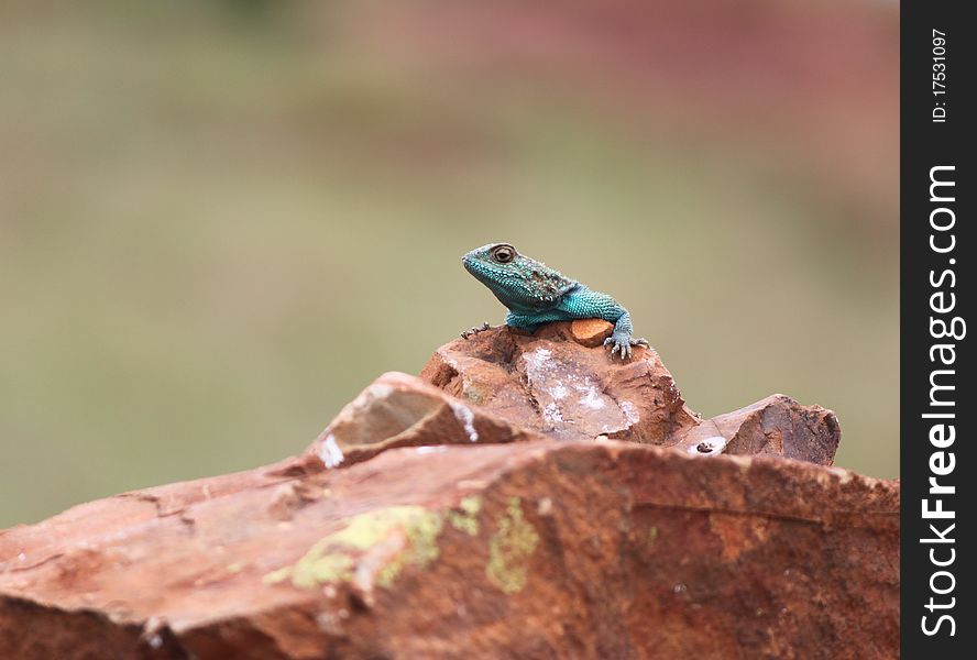 A Sungazer Lizard on a rock