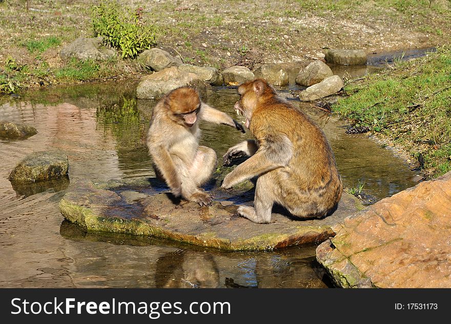 Berber monkeys in a fight with eachother. Berber monkeys in a fight with eachother