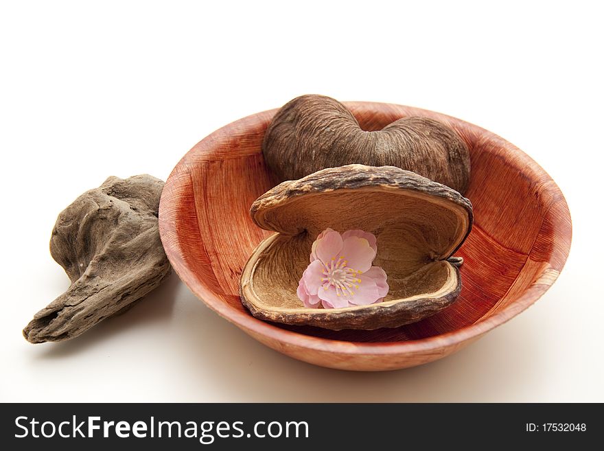 Nutshell with flower blossom in the bowl. Nutshell with flower blossom in the bowl