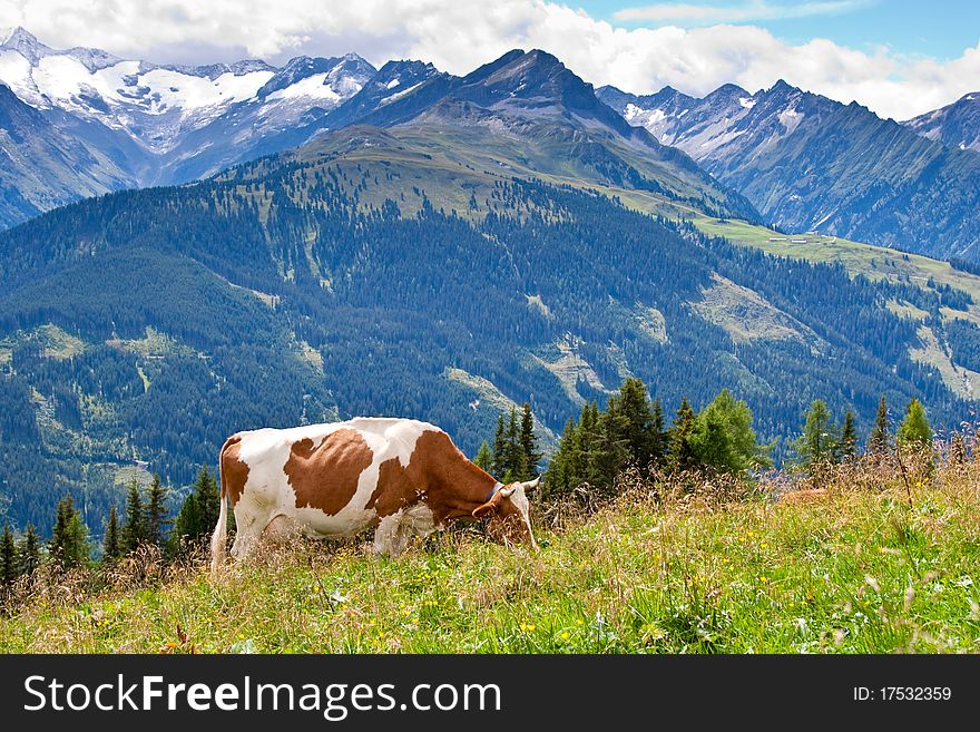 High mountain pasture in Tirol
