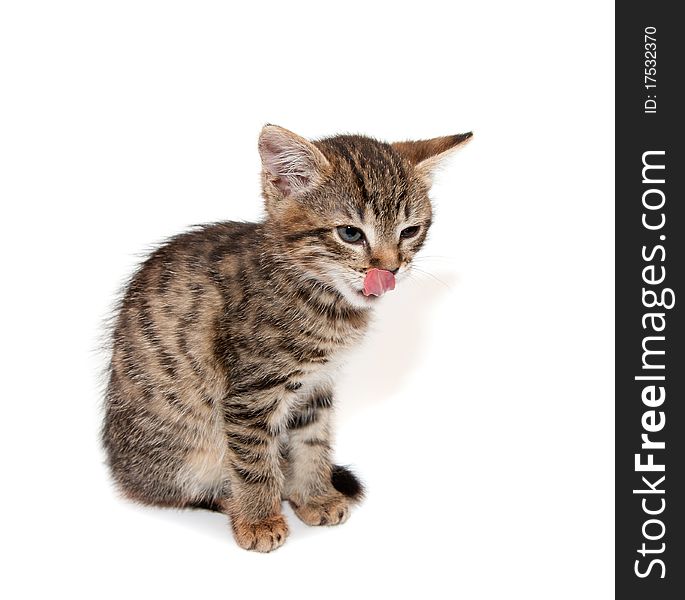 Kitten licks lips on white. Washing cat