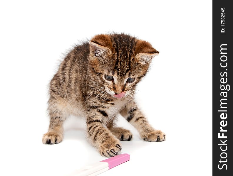 Kitten plays with stick on white