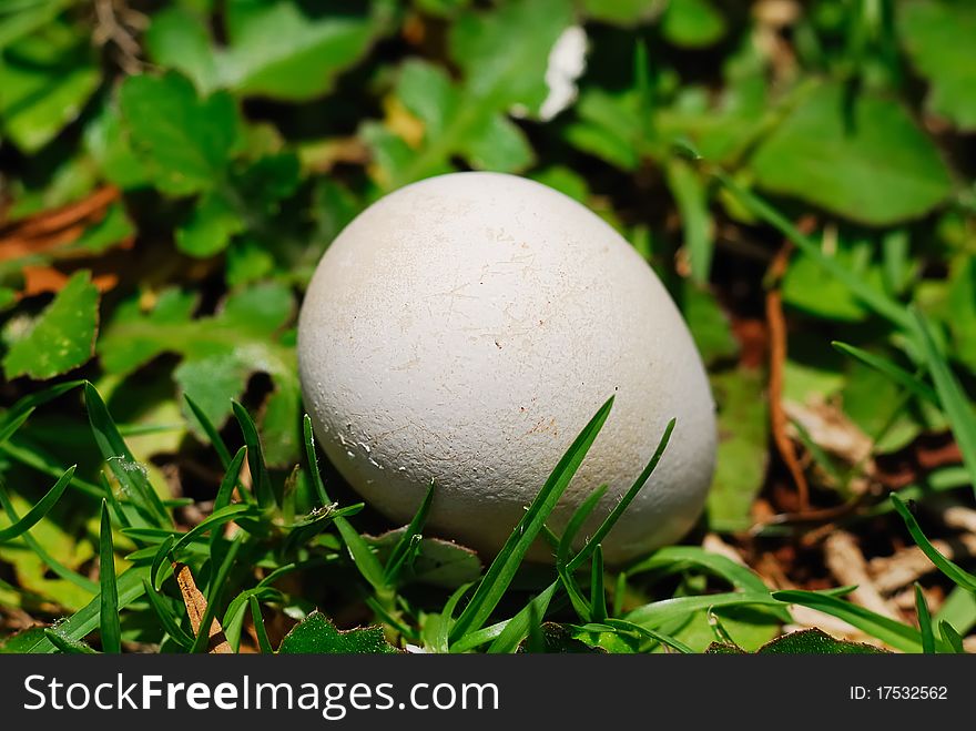 A single egg laying on grass