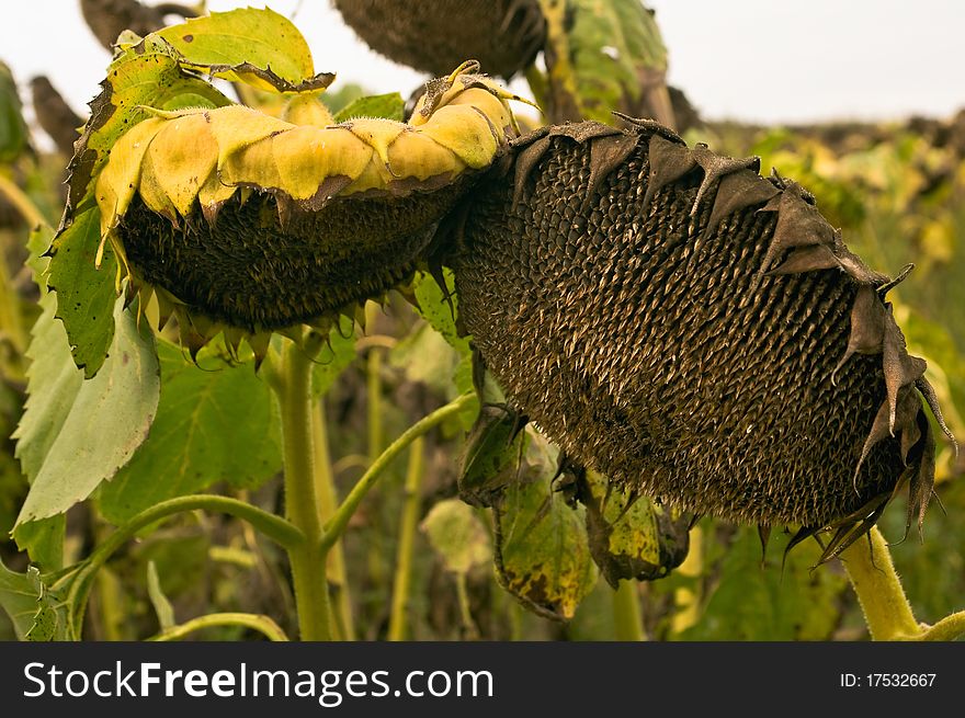 Mature sunflowers in autumn before harvest