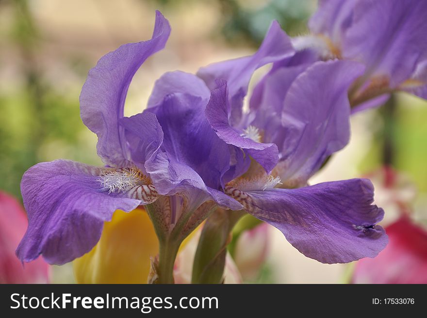 Spring bouquet of bright blue irises. Spring bouquet of bright blue irises