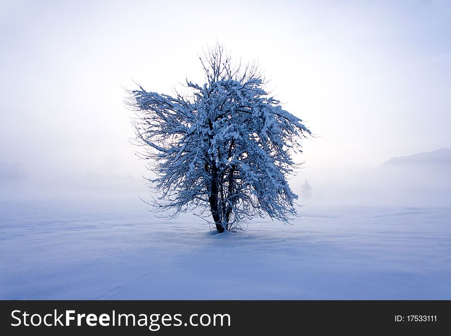 A tree covered in snow during winter in a white landscape. A tree covered in snow during winter in a white landscape