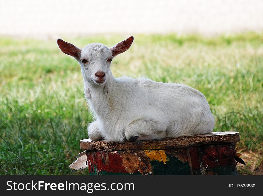 Little white goat resting on the on stump. Nikon D40. Location of Kabardino-Balkaria.