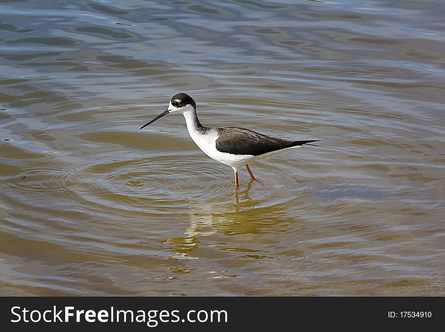 This is a photo of a Black-necked Stilt wading in the water, looking for food.