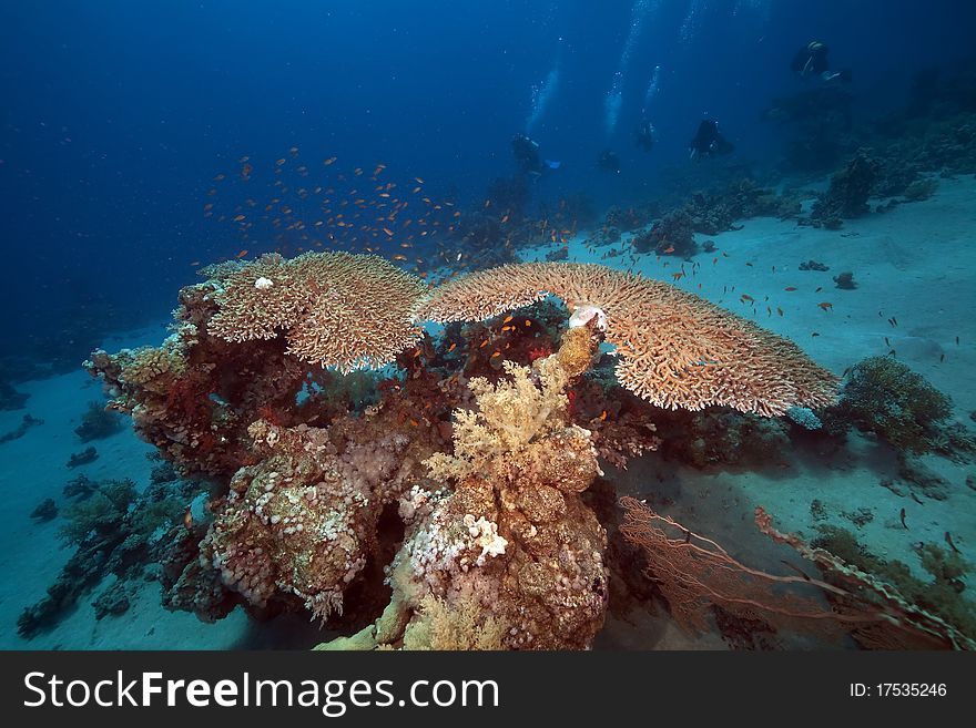 Table coral in the Red Sea.