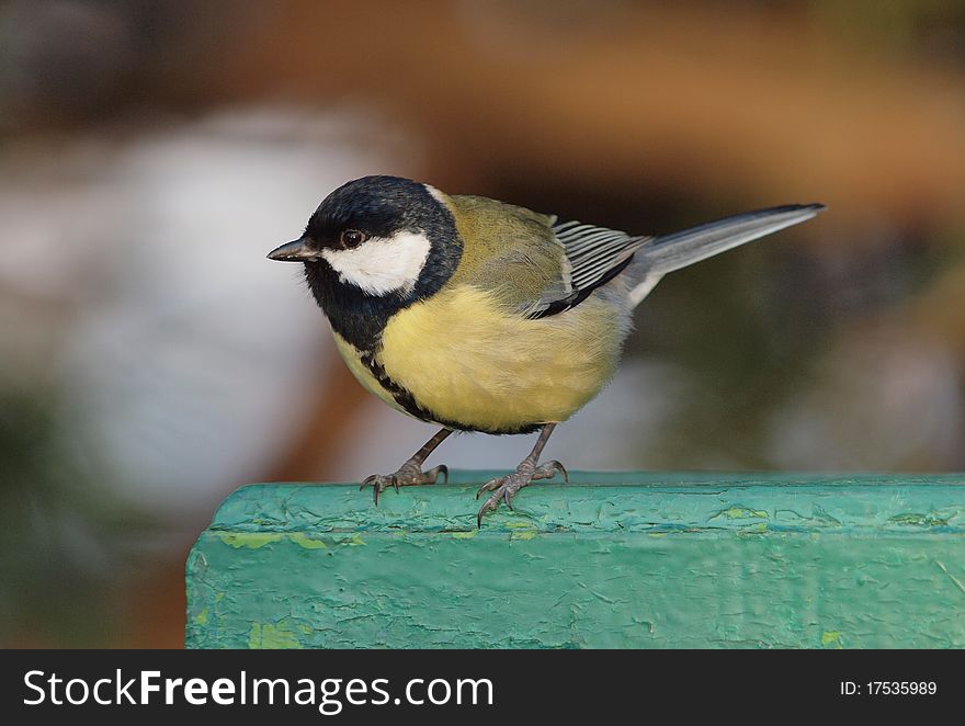 A Great Tit serching for something to eat in a winter morning.
