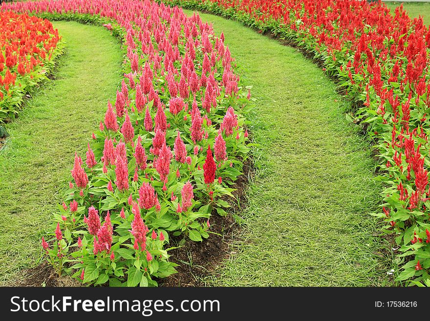 Beautiful wool flower garden and colorful fresh