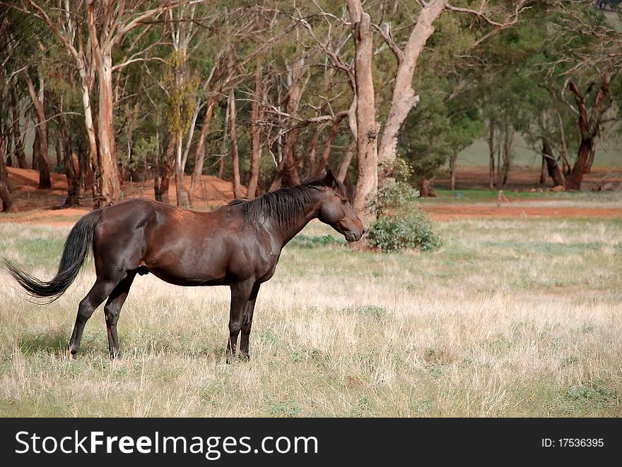 A gelding standing in a farm paddock. A gelding standing in a farm paddock