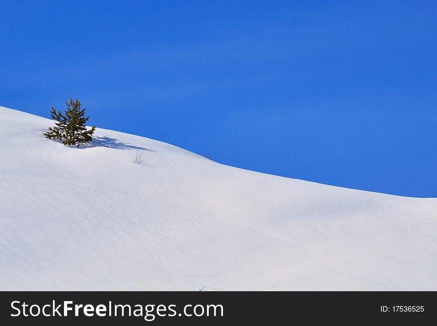 Tiny tree in a snowy mountain range under a blue sky