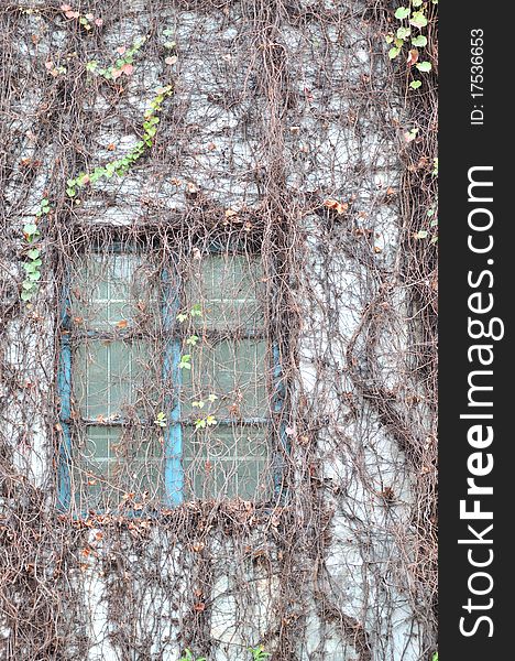 A window on wall covered by liane, shown as quiet, environmental concept, and mystery. A window on wall covered by liane, shown as quiet, environmental concept, and mystery.