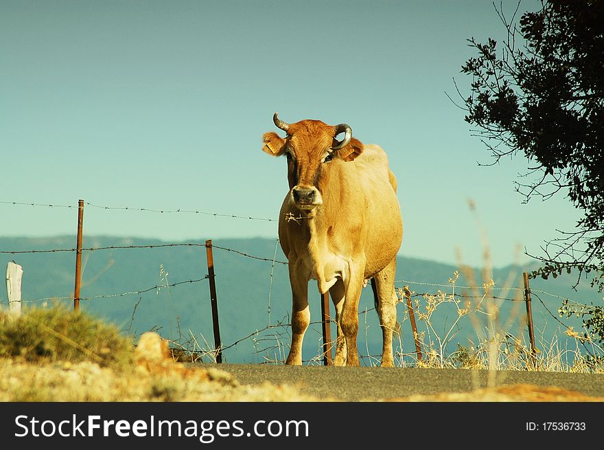 Cow in late afternoon lights