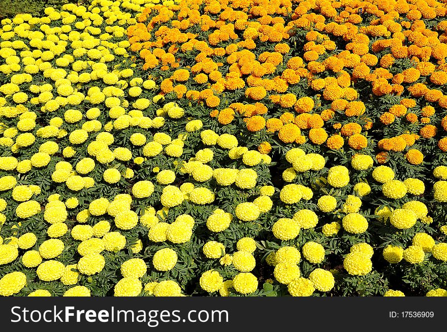 Marigold flower festival in Thailand
