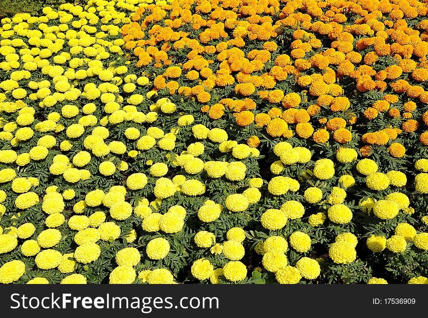 Marigold flower festival