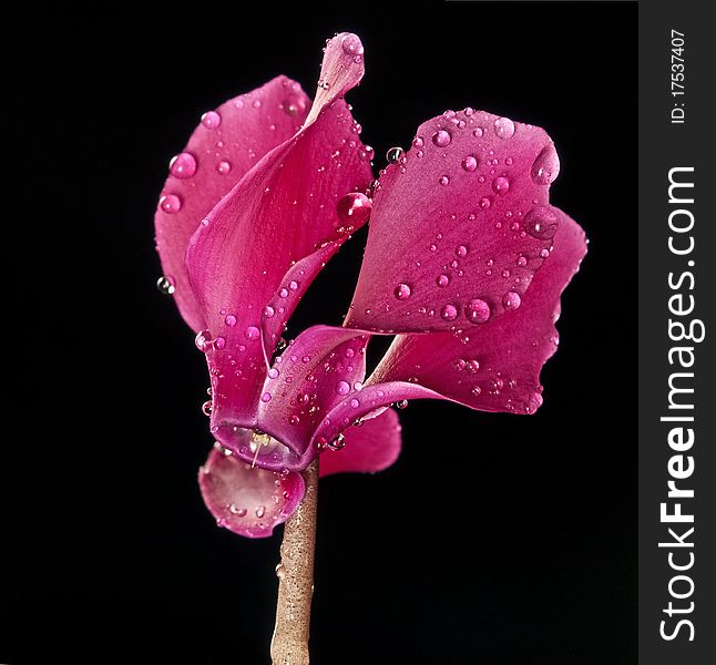 Cyclamen flowers with rain drops isolated on black - macro. Cyclamen flowers with rain drops isolated on black - macro