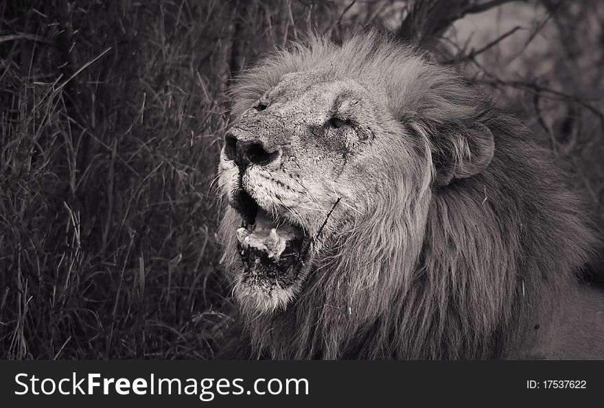Black and white of an old male lion