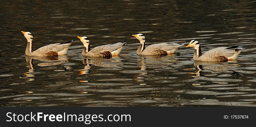 There are a variety of water birds. There are a variety of water birds