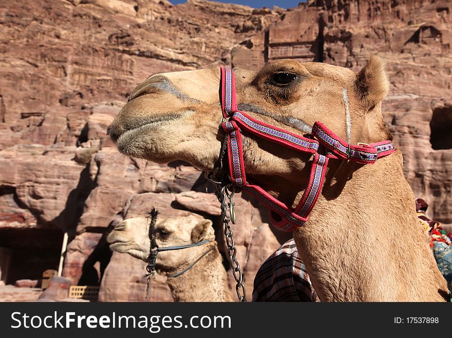 Camels in Petra - Nabataeans capital city ( Al Khazneh ) , Jordan. Camels in Petra - Nabataeans capital city ( Al Khazneh ) , Jordan