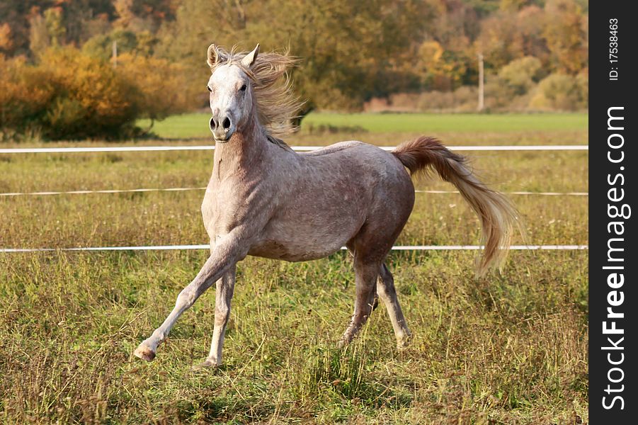 Young Arabian mare in the wind. Young Arabian mare in the wind