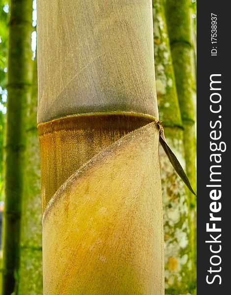 Detail of one big Bamboo tree seen in indonesia 2010